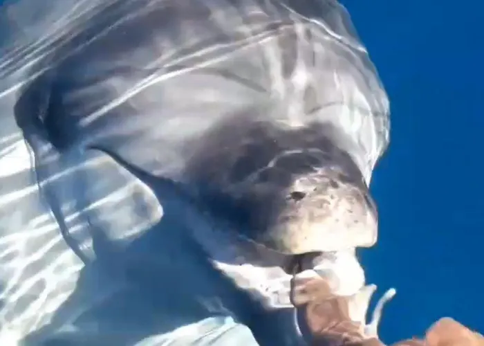 Semesteranläggning (resort) Casagliana Olbia